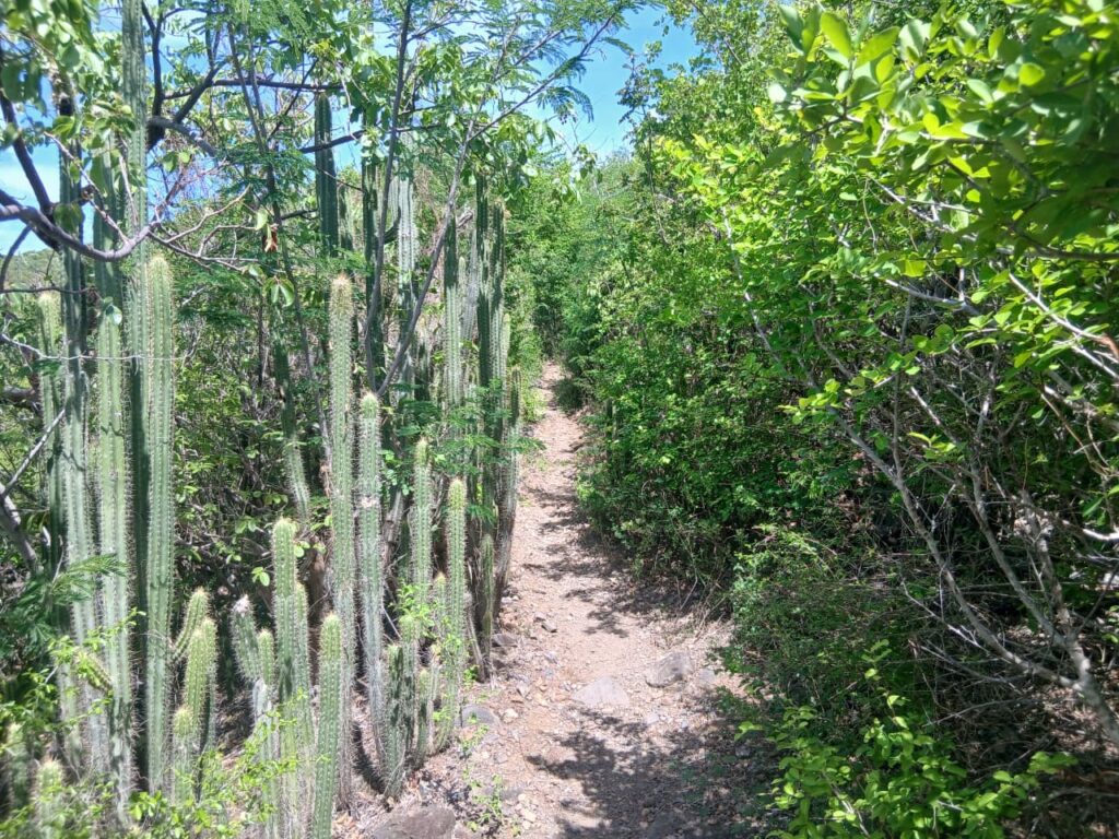 Shallow trail in the beginning